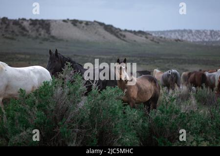 Mandria di cavalli da sella ranch che vengono spostati al pascolo estivo Foto Stock