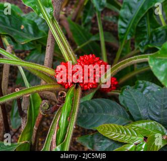 Bellissimi piccoli fiori rossi sull'arbusto di Leea guineense (Famiglia Vitaceae) chiamato anche Leea Rubra o pianta di Red Leea Foto Stock