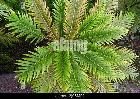 Il gibbum di Blechnum detto la felce dell'albero di nana (Blechnaceae) è una felce dura di ‚del genere di Blechnum nella famiglia delle blechnaceae. Foto Stock