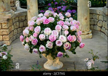 Bellissimi fiori rosa rosa fioriti in giardino Foto Stock