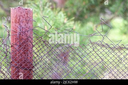 Mesh vecchia gabbia ragged nel giardino e un palo arrugginito con erba verde come sfondo. Recinzione metallica con rete metallica. Recinzione metallica in rete di ferro di acciaio. Foto Stock