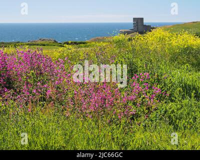 Fiori colorati e torre di osservazione MP4 l'Angle, Guernsey, Isole del canale Foto Stock