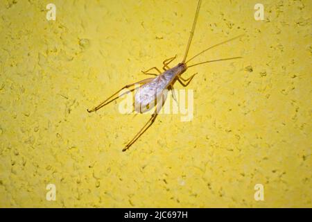 Acheta addomesticus, comunemente chiamato il cricket casa, su muro giallo. Cricket maschio principalmente utilizzare la loro capacità di chirping per creare chiamate di accoppiamento. Foto Stock