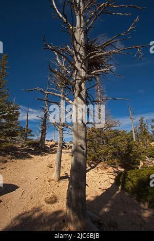 Dopo l'incendio forestale 2386 Foto Stock