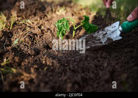 Pala da giardino su un terreno sciolto e scavato e pianta di pomodoro di recente piantata per la coltivazione in terreno aperto. Orticoltura, hobby agricolo, imprese Foto Stock