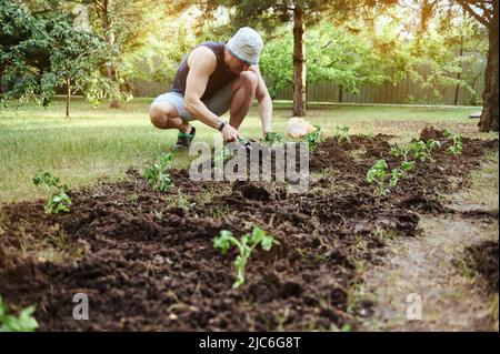 L'uomo caucasico, coltivatore di giardiniere che tiene i seghings nelle sue mani, importunando il terreno, piantando i germogli di pomodoro germogliati nel giardino in primavera. Foto Stock