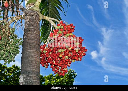 Manila frutti di palma (Adonidia Merrilli), Rio de Janeiro Foto Stock