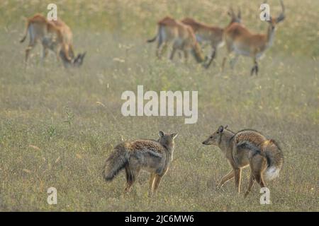 Jackal a righe laterali (Lupulella adusta) Foto Stock