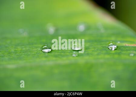 Bel dettaglio delle gocce d'acqua sulla foglia - dettaglio macro Foto Stock