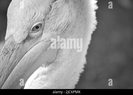 Pelican bianco e nero in ritratto. Piumaggio bianco, becco grande, in un grande uccello marino. Foto animale Foto Stock