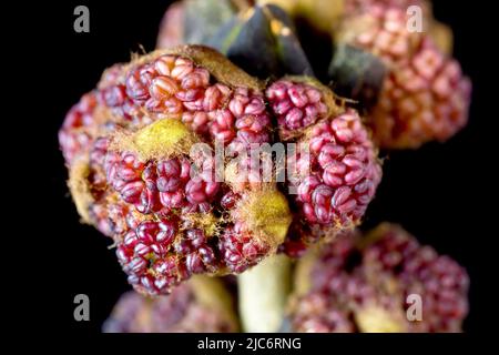 Frassino (fraxinus excelsior), primo piano vita morta che mostra un gruppo di boccioli di fiori che esplodono aperto, isolato su uno sfondo nero. Foto Stock