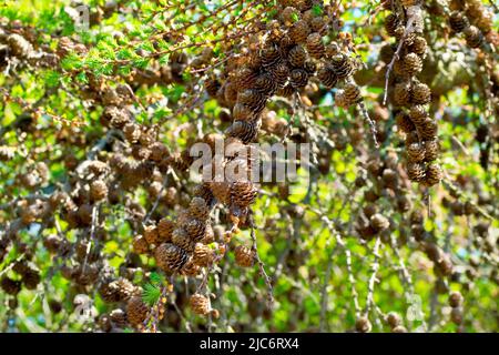 Larice, molto probabilmente Larice Giapponese (larix kaempferi), primo piano di una moltitudine di coni maturi appesi da un ramo dell'albero. Foto Stock