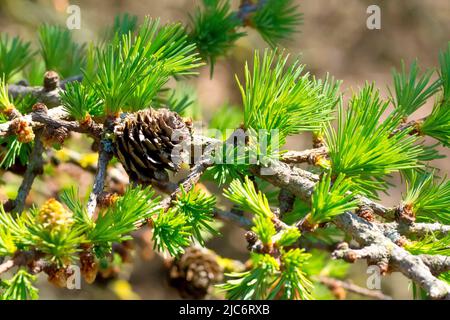 Larice, molto probabilmente Larice Giapponese (larix kaempferi), primo piano di un ramo che mostra un cono maturo e gli aghi freschi verdi che germogliano in primavera. Foto Stock