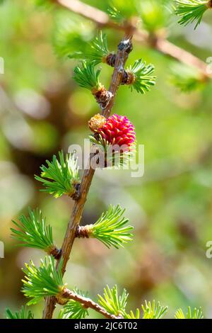 Larice, molto probabilmente Larice giapponese (larix kaempferi), primo piano mostrando un singolo fiore rosa femmina che cresce sul ramo di un albero. Foto Stock