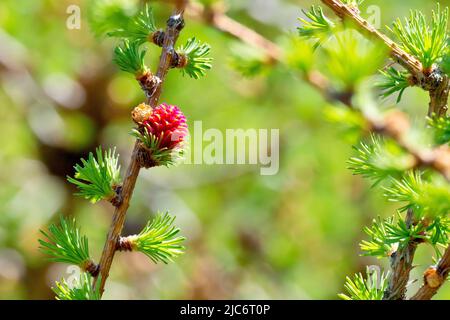 Larice, molto probabilmente Larice giapponese (larix kaempferi), primo piano mostrando un singolo fiore rosa femmina che cresce sul ramo di un albero. Foto Stock