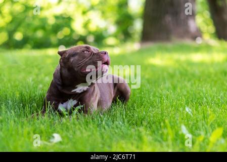 Bella bue marrone, in erba su un guinzaglio. Foto di alta qualità Foto Stock