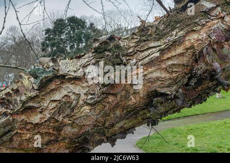 La corteccia distintiva dell'albero Betula lenta dell'uccello nero nei giardini di Trenance a Newquay in Cornovaglia nel Regno Unito. Foto Stock