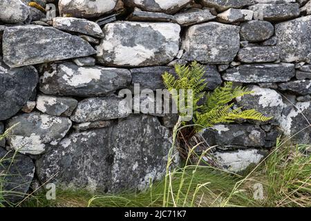 Primo piano di un muro di pietra secco costruito con grandi pietre rotonde per la ritenzione di bestiame in aziende agricole e con una felce che cresce dalla base. Foto Stock