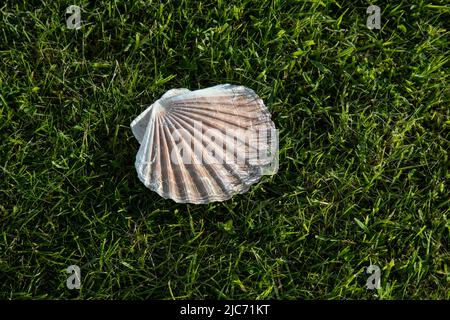 Grande conchiglia bianca vuota Atlantic Scallop su un lussureggiante prato verde residenziale a North Uist, Ebridi esterne, dove le capesante sono coltivate. Foto Stock