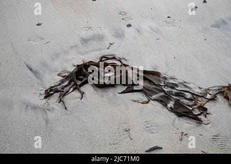 Oarweed Laminaria digitata sopra la linea del trefolo sulle spiagge bianche di serpente di Uist del nord, Ebridi esterne, Scortland Foto Stock