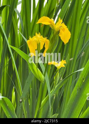 Bandiera gialla - Iris pseudacorus - Sumpf-Schwertlilie - Iris des Marais Foto Stock