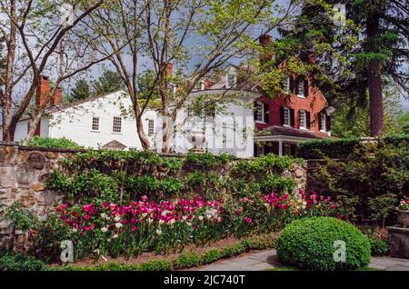 Vista posteriore della casa Stevens-Coolidge con bellissimi tulipani in fiore in primo piano. L'immagine è stata acquisita su pellicola analogica. Nord Andover, Massachuse Foto Stock