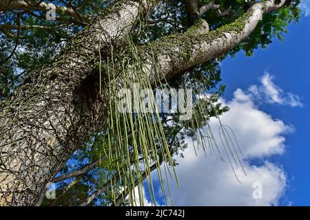 Cactus di mistletoe (Rhipsalis baccifera) sul ramo dell'albero Foto Stock