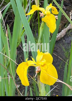 Bandiera gialla - Iris pseudacorus - Sumpf-Schwertlilie - Iris des Marais Foto Stock