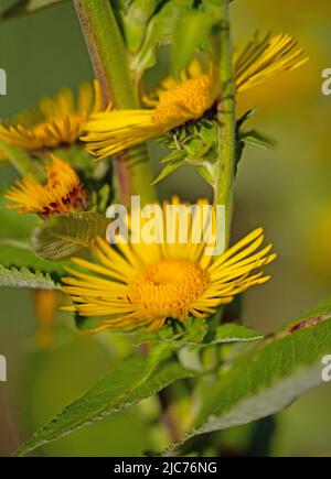 Elecampanel fiorente, Inula helenium, close-up Foto Stock