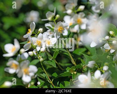 Arbusto europeo fiorito, Philadelphus coronarius Foto Stock