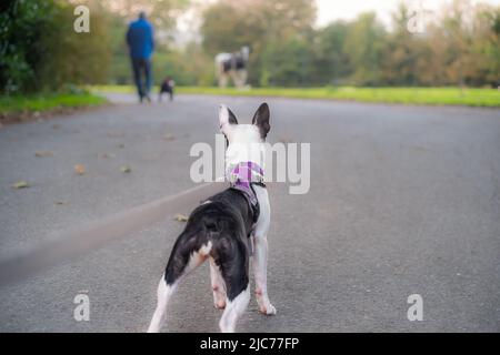 Boston Terrier cucciolo indossare un imbracatura visto da un angolo basso dietro di lei. Sta guardando avanti un uomo con un cane e un cavallo in soft focus. Foto Stock