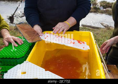 Vita in Nuova Zelanda. Pesca, foraggio, immersioni, giardinaggio e sport. Programma di miglioramento del salmone, piantando uova fertili di salmone Chinook. Foto Stock