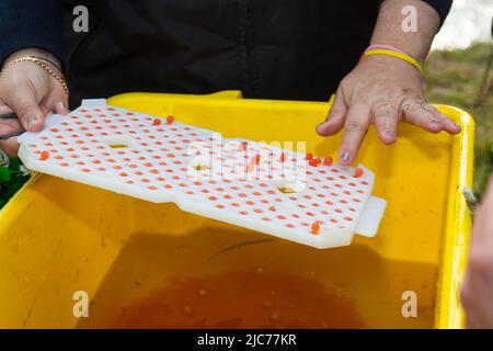 Vita in Nuova Zelanda. Pesca, foraggio, immersioni, giardinaggio e sport. Programma di miglioramento del salmone, piantando uova fertili di salmone Chinook. Foto Stock