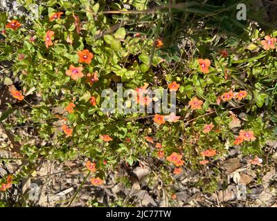 Scarlatto pimpernel - Anagallis arvensis - Acker-Gauchheil - Mouron Rouge Foto Stock