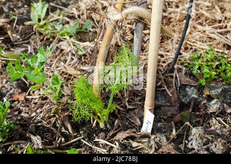 Vita in Nuova Zelanda. Pesca, foraggio, immersioni, giardinaggio, vinificazione e sport. Finocchio di Firenze (Foeniculum vulgare azoricum) aka finocchio. Foto Stock