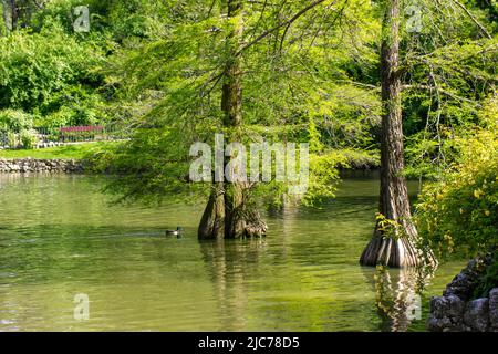 Foreste di mangrovie carta da parati. Alberi di conifere Evergreen che crescono su una riva del fiume, sul lago, su una costa in una riserva naturale, parco pubblico della città, giardino. Foto Stock