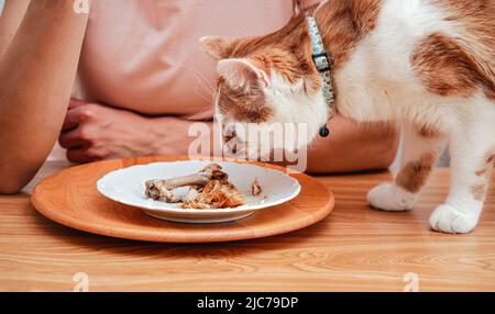 Piccolo gatto bianco e marrone che sta per mangiare dal piatto sul tavolo con resti di pollo, donna sfocata sullo sfondo Foto Stock