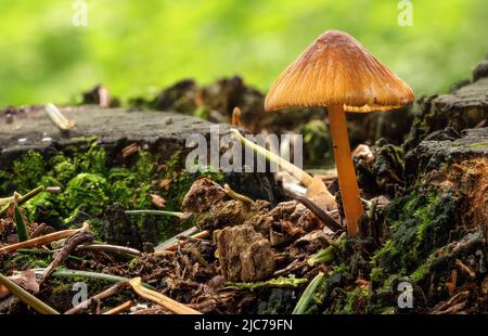 Piccolo fungo arancione che cresce su ceppo di albero, abete secco, muschio intorno, closeup macro dettaglio Foto Stock