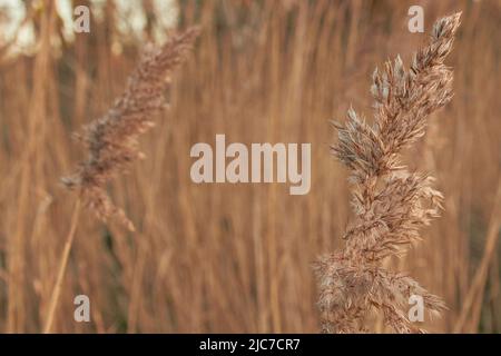 Semi su steli di erba alti in primavera Foto Stock