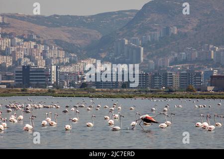 9 giugno 2022: Flamingo e altri uccelli airone con vista della città sullo sfondo dal paradiso degli uccelli nel delta di Gediz, che è un esteso sistema di zone umide formata sulla costa occidentale della baia di Izmir, dove il fiume Gediz incontra il Mar Egeo in Turchia il 9 giugno 2022. Il delta, che si qualifica come area di Ramsar, area di protezione della fauna selvatica e area protetta naturale, ospita circa 300 specie di uccelli ed è stato nominato Patrimonio dell'Umanità dall'UNESCO. (Credit Image: © Tolga Ildun/ZUMA Press Wire) Foto Stock