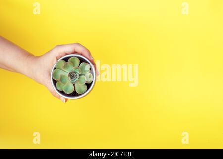 Evergreen succulente in vaso in mano donna. Pianta domestica succulenta in pentola piccola del fiore. Immagine dello stile di vita. Vista dall'alto. Spazio per la scrittura del testo Foto Stock