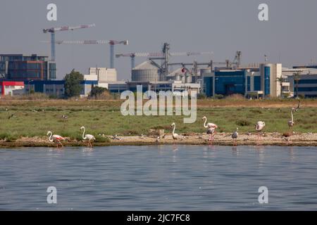 9 giugno 2022: Flamingo e altri uccelli airone con vista della città sullo sfondo dal paradiso degli uccelli nel delta di Gediz, che è un esteso sistema di zone umide formata sulla costa occidentale della baia di Izmir, dove il fiume Gediz incontra il Mar Egeo in Turchia il 9 giugno 2022. Il delta, che si qualifica come area di Ramsar, area di protezione della fauna selvatica e area protetta naturale, ospita circa 300 specie di uccelli ed è stato nominato Patrimonio dell'Umanità dall'UNESCO. (Credit Image: © Tolga Ildun/ZUMA Press Wire) Foto Stock