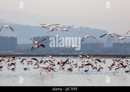 9 giugno 2022: Flamingo e altri uccelli airone con vista della città sullo sfondo dal paradiso degli uccelli nel delta di Gediz, che è un esteso sistema di zone umide formata sulla costa occidentale della baia di Izmir, dove il fiume Gediz incontra il Mar Egeo in Turchia il 9 giugno 2022. Il delta, che si qualifica come area di Ramsar, area di protezione della fauna selvatica e area protetta naturale, ospita circa 300 specie di uccelli ed è stato nominato Patrimonio dell'Umanità dall'UNESCO. (Credit Image: © Tolga Ildun/ZUMA Press Wire) Foto Stock