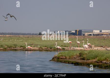 9 giugno 2022: Flamingo e altri uccelli airone con vista della città sullo sfondo dal paradiso degli uccelli nel delta di Gediz, che è un esteso sistema di zone umide formata sulla costa occidentale della baia di Izmir, dove il fiume Gediz incontra il Mar Egeo in Turchia il 9 giugno 2022. Il delta, che si qualifica come area di Ramsar, area di protezione della fauna selvatica e area protetta naturale, ospita circa 300 specie di uccelli ed è stato nominato Patrimonio dell'Umanità dall'UNESCO. (Credit Image: © Tolga Ildun/ZUMA Press Wire) Foto Stock