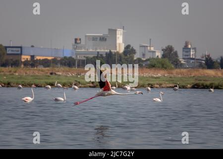 9 giugno 2022: Flamingo e altri uccelli airone con vista della città sullo sfondo dal paradiso degli uccelli nel delta di Gediz, che è un esteso sistema di zone umide formata sulla costa occidentale della baia di Izmir, dove il fiume Gediz incontra il Mar Egeo in Turchia il 9 giugno 2022. Il delta, che si qualifica come area di Ramsar, area di protezione della fauna selvatica e area protetta naturale, ospita circa 300 specie di uccelli ed è stato nominato Patrimonio dell'Umanità dall'UNESCO. (Credit Image: © Tolga Ildun/ZUMA Press Wire) Foto Stock