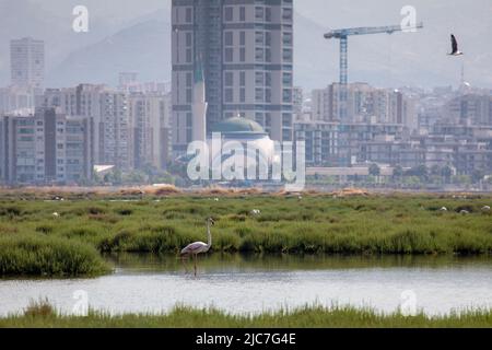 9 giugno 2022: Flamingo e altri uccelli airone con vista della città sullo sfondo dal paradiso degli uccelli nel delta di Gediz, che è un esteso sistema di zone umide formata sulla costa occidentale della baia di Izmir, dove il fiume Gediz incontra il Mar Egeo in Turchia il 9 giugno 2022. Il delta, che si qualifica come area di Ramsar, area di protezione della fauna selvatica e area protetta naturale, ospita circa 300 specie di uccelli ed è stato nominato Patrimonio dell'Umanità dall'UNESCO. (Credit Image: © Tolga Ildun/ZUMA Press Wire) Foto Stock