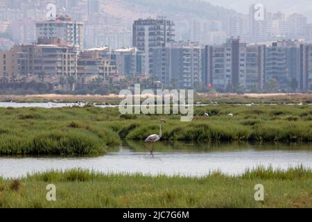 9 giugno 2022: Flamingo e altri uccelli airone con vista della città sullo sfondo dal paradiso degli uccelli nel delta di Gediz, che è un esteso sistema di zone umide formata sulla costa occidentale della baia di Izmir, dove il fiume Gediz incontra il Mar Egeo in Turchia il 9 giugno 2022. Il delta, che si qualifica come area di Ramsar, area di protezione della fauna selvatica e area protetta naturale, ospita circa 300 specie di uccelli ed è stato nominato Patrimonio dell'Umanità dall'UNESCO. (Credit Image: © Tolga Ildun/ZUMA Press Wire) Foto Stock