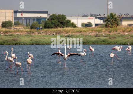 9 giugno 2022: Flamingo e altri uccelli airone con vista della città sullo sfondo dal paradiso degli uccelli nel delta di Gediz, che è un esteso sistema di zone umide formata sulla costa occidentale della baia di Izmir, dove il fiume Gediz incontra il Mar Egeo in Turchia il 9 giugno 2022. Il delta, che si qualifica come area di Ramsar, area di protezione della fauna selvatica e area protetta naturale, ospita circa 300 specie di uccelli ed è stato nominato Patrimonio dell'Umanità dall'UNESCO. (Credit Image: © Tolga Ildun/ZUMA Press Wire) Foto Stock