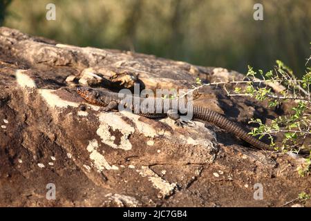 Felsen-Schildechse / placcato gigante lizard / Gerrhosaurus validus Foto Stock