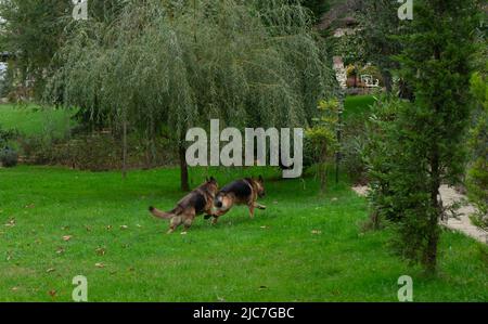 Due cani pastorelli tedeschi che corrono in un campo verde Foto Stock